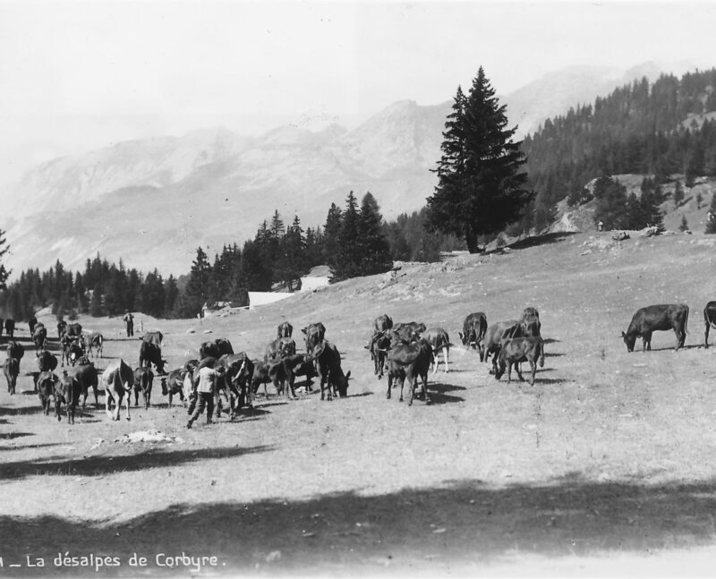 La désalpe de Corbyre. Carte postale. Vers 1930