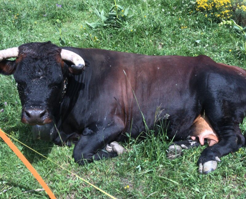 Vache d'Hérens. Pâturage de Corbyre. 24.06.2018