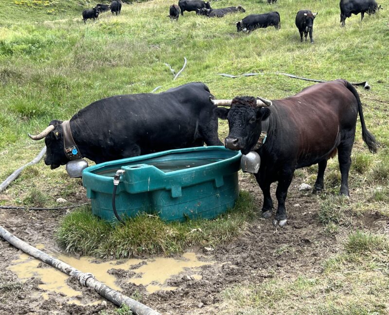 Vaches à Corbyre. 01.07.2023