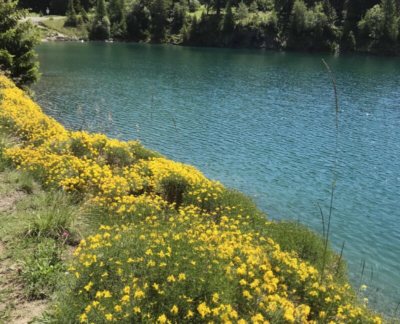 Genêts en fleurs. Rive nord du lac de Chermignon. 22.06.2020