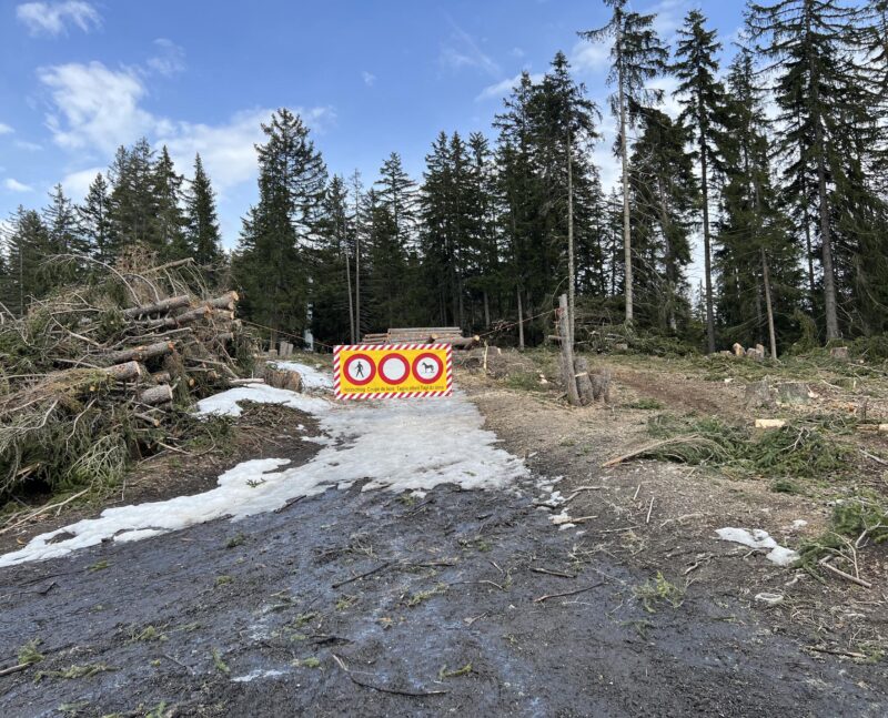 Lac de Chermignon. Déboisement de la partie sud. Signalisation. 22.04.2023