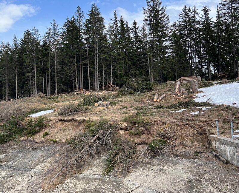 Lac de Chermignon. Déboisement de la partie sud. 22.04.2023