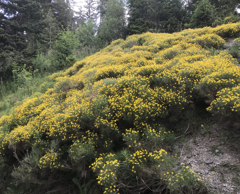 Genêts en fleurs. Juin