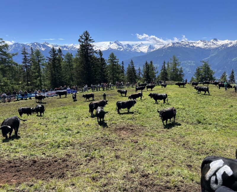 Inalpe de Corbyre. 16.06.2024