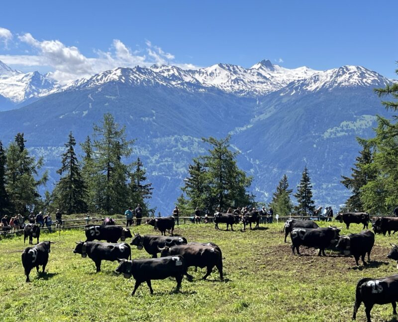 Inalpe de Corbyre. 16.06.2024