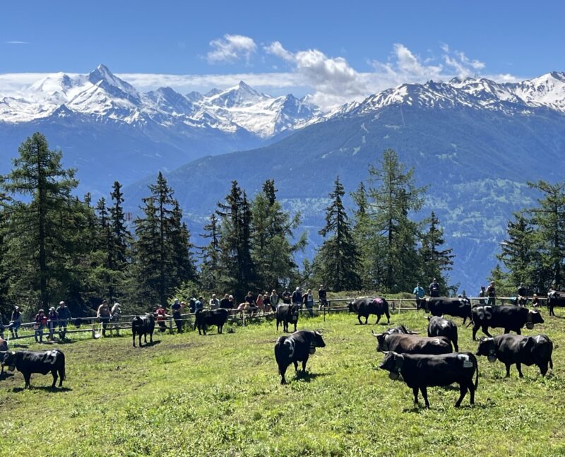 Inalpe de Corbyre. 16.06.2024