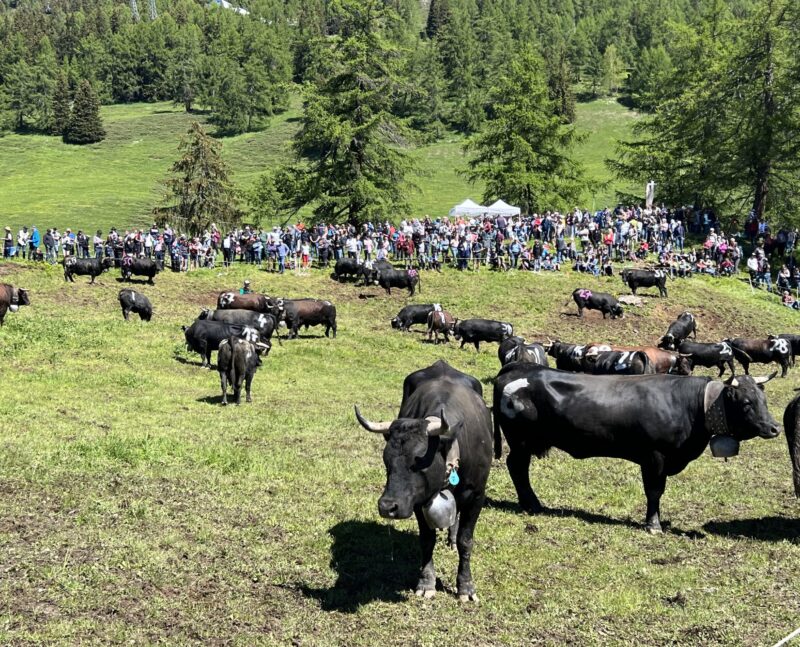 Inalpe de Corbyre. 16.06.2024