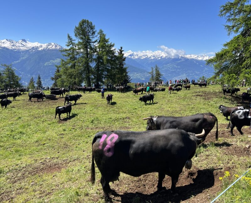 Inalpe de Corbyre. 16.06.2024