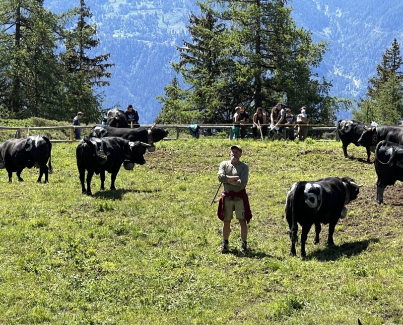 Stéphane Robyr, président de lalpage de Coprbyre au moment de l'inalpe. 16.06. 2024